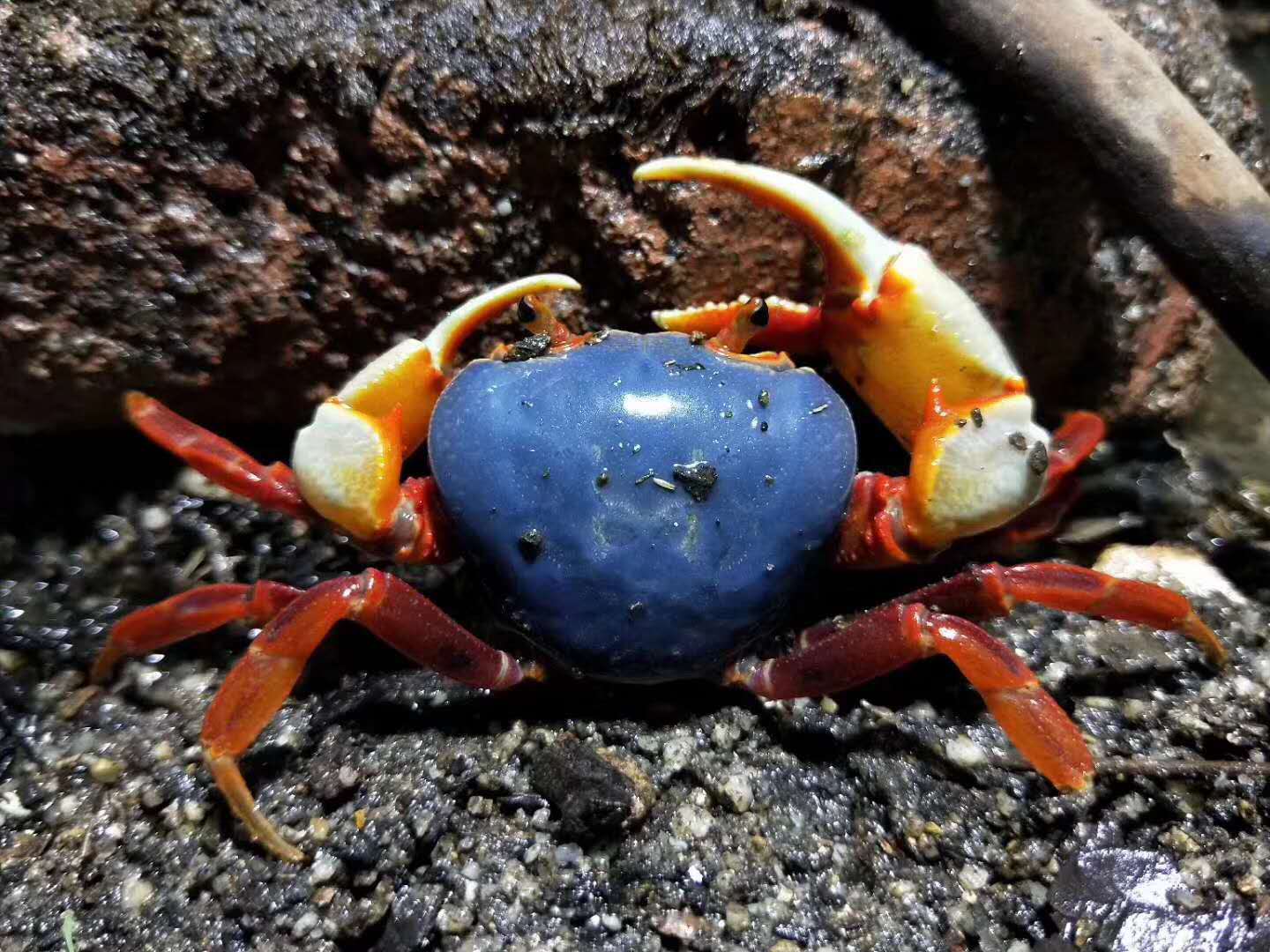 Warrior Crab Shenzhen (Nanhaipotamon aculatum)