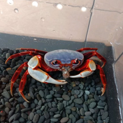 Warrior Crab Shenzhen (Nanhaipotamon aculatum)