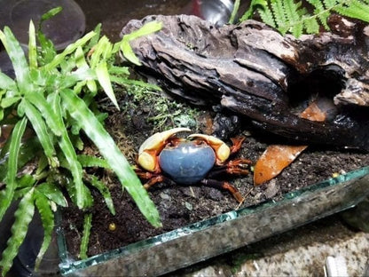 Warrior Crab Shenzhen (Nanhaipotamon aculatum)