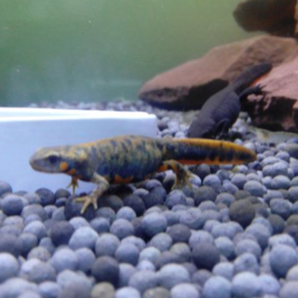 Blue Tailed Fire Belly Newt (Cynops cyanurus)