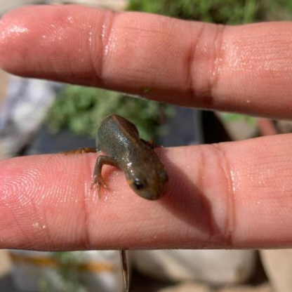 Blue Tailed Fire Belly Newt (Cynops cyanurus)