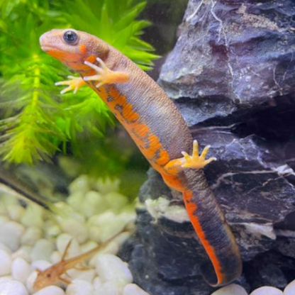 Blue Tailed Fire Belly Newt (Cynops cyanurus)