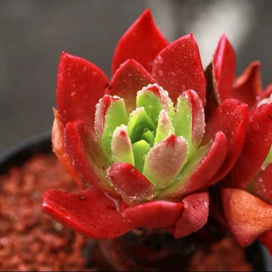 Bluff lettuce(Dudleya farinosa)
