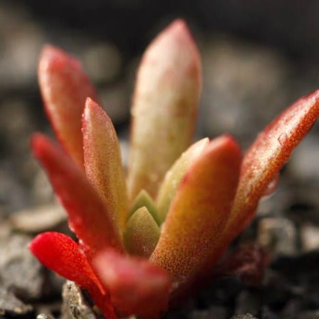 Bluff lettuce(Dudleya farinosa)