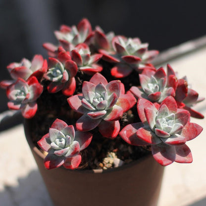 Bluff lettuce(Dudleya farinosa)