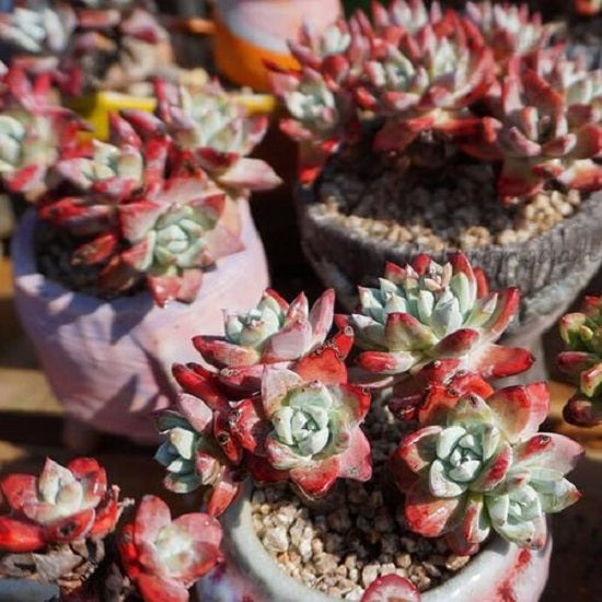 Bluff lettuce(Dudleya farinosa)
