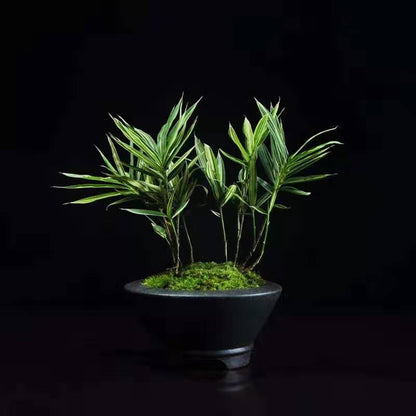 Bamboo Bonsai (Bambusoideae sp)