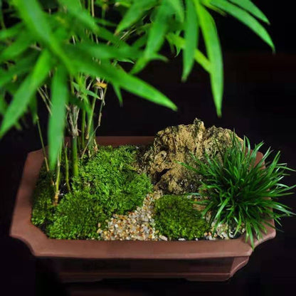 Bamboo Bonsai (Bambusoideae sp)