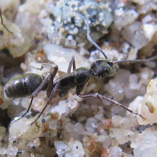 Bornean Queenless Ant (Diacamma rugosum)