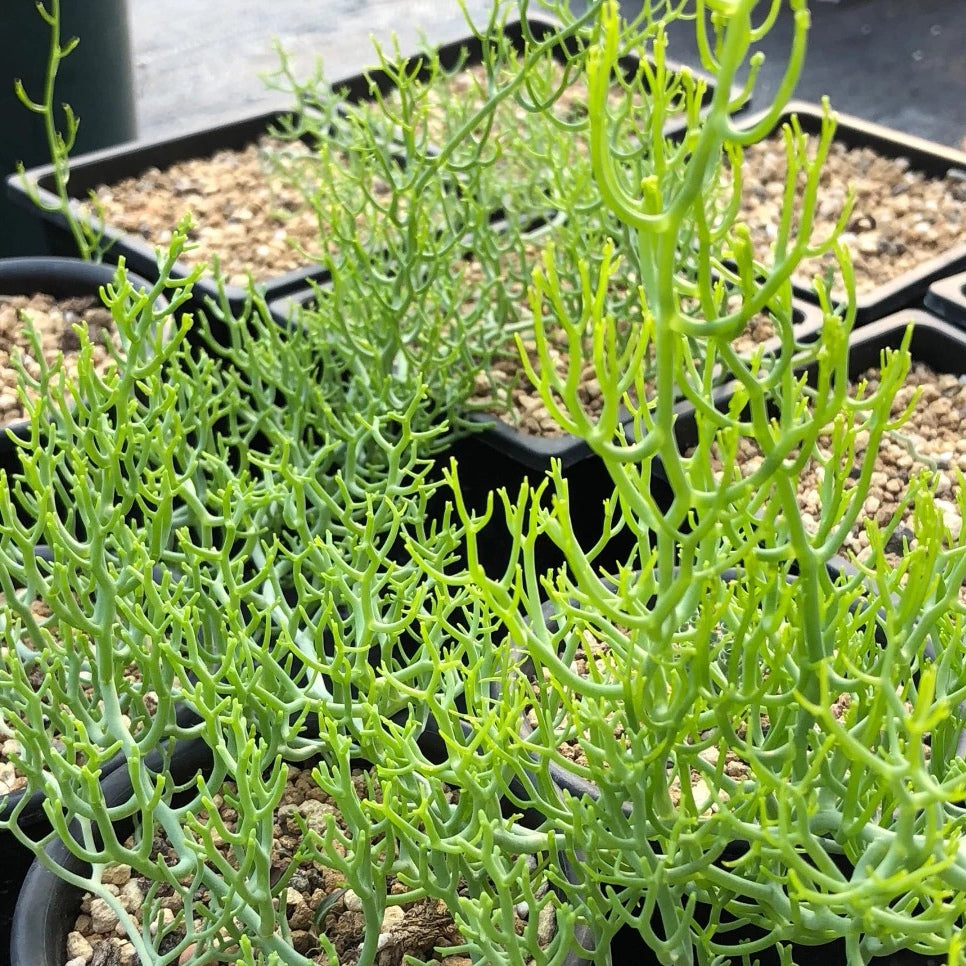 Bowiea gariepensis