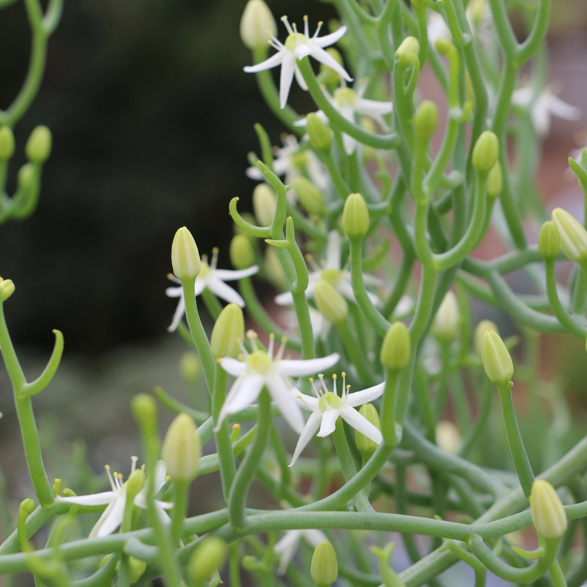 Bowiea gariepensis