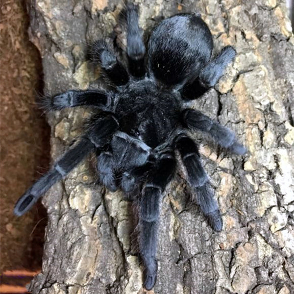 Black Tarantula (Grammostola pulchra)
