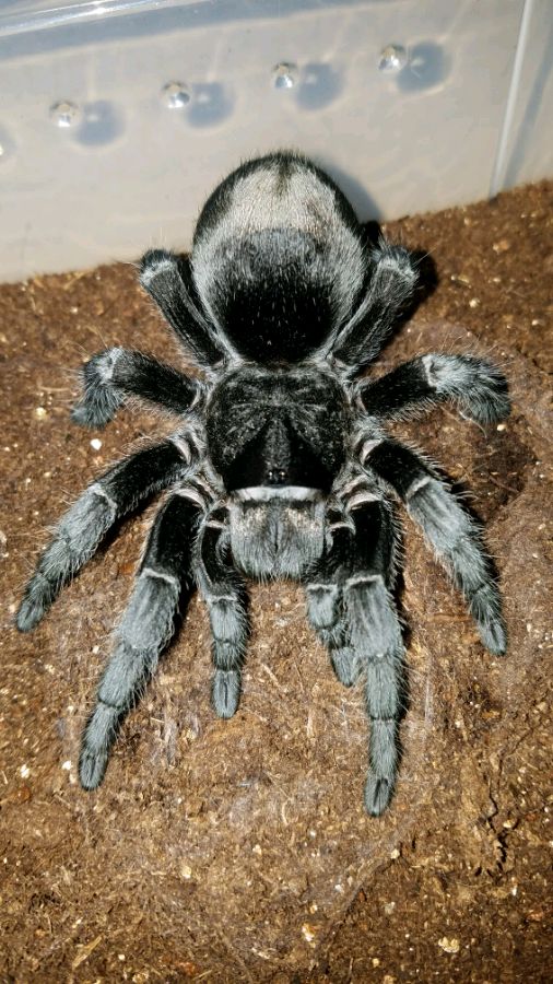 Black Tarantula (Grammostola pulchra)