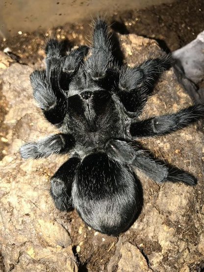 Black Tarantula (Grammostola pulchra)