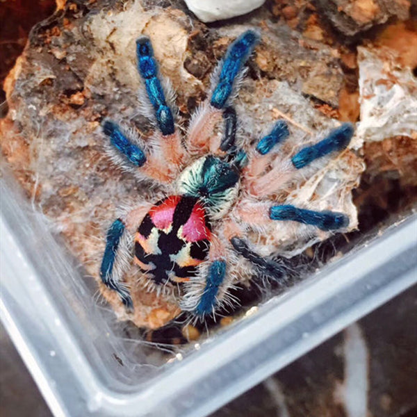 Jewel Tarantula (Typhochlaena seladonia) for Sale My Home Nature