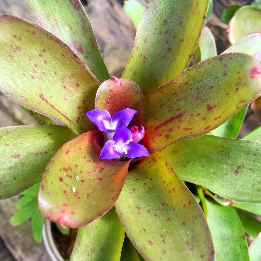 Bromeliad ( Neoregelia ' Chiquita Linda ' )