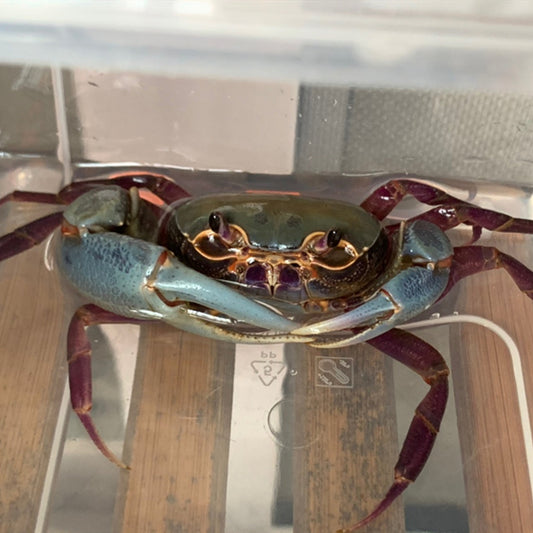 Brown Pirate Crab (Hainanpotamon daiae)