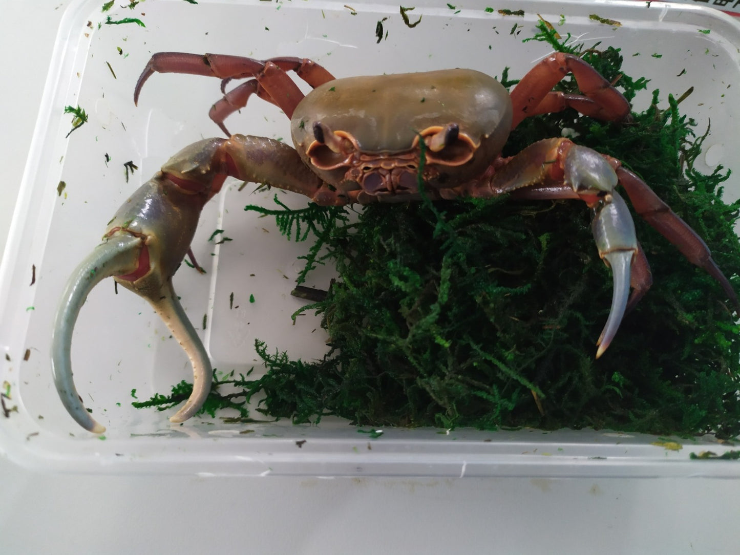 Brown Pirate Crab (Hainanpotamon daiae)