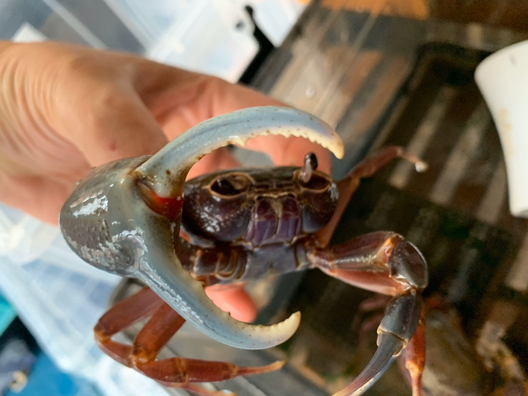 Brown Pirate Crab (Hainanpotamon daiae)