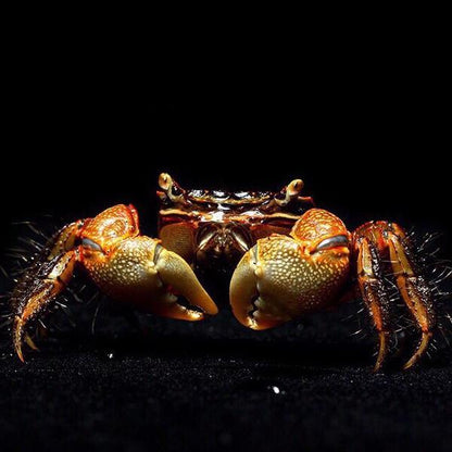 Brown Sesarmid Crab (Chiromantes dehaani)