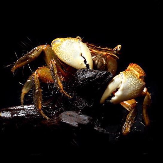 Brown Sesarmid Crab (Chiromantes dehaani)