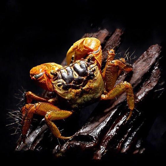Brown Sesarmid Crab (Chiromantes dehaani)