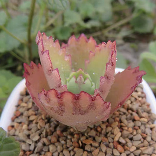 Mother of Thousands（Kalanchoe laetivirens）