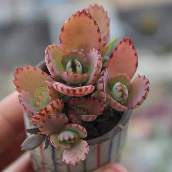 Mother of Thousands（Kalanchoe laetivirens）