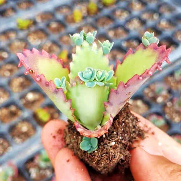Mother of Thousands（Kalanchoe laetivirens）