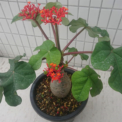 Buddha Belly Plant ( Jatropha podagrica )