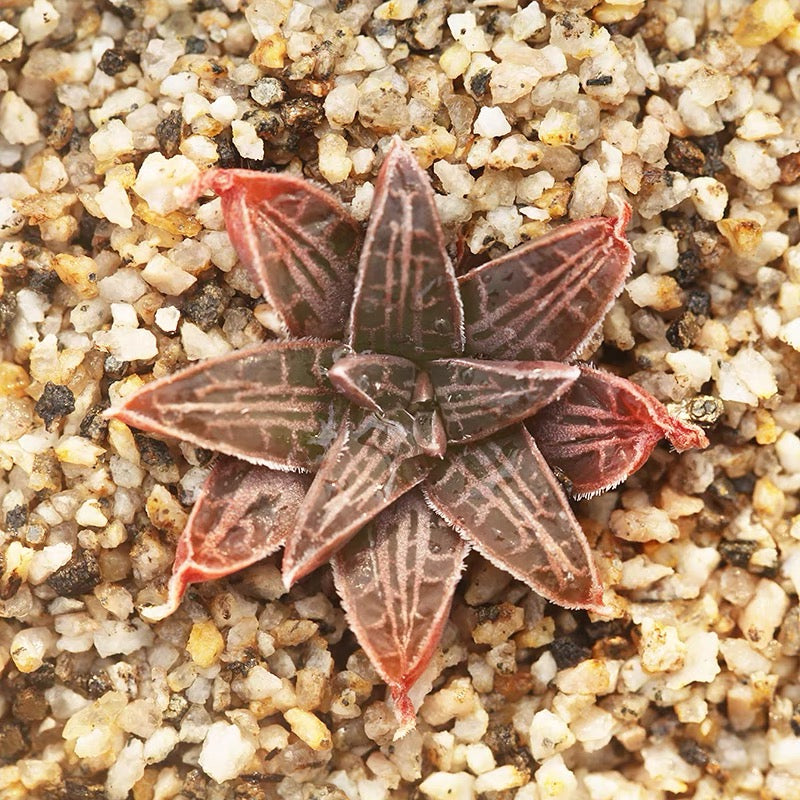 bulbine succulent Bulbine haworthioides for Sale