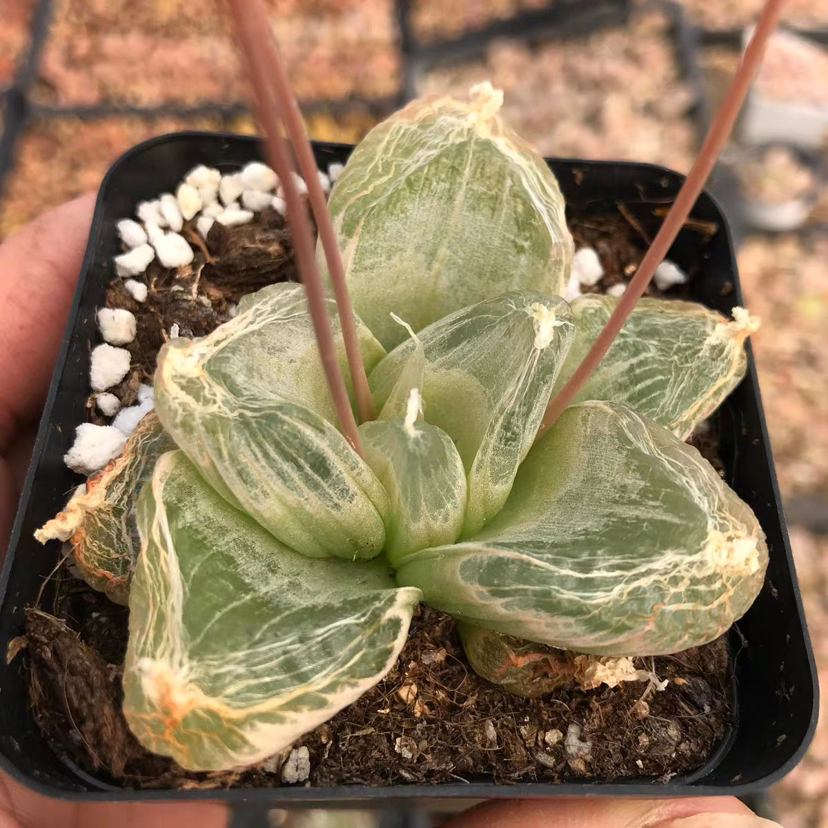 mesembryanthemoides succulent Waterglas window plant (Bulbine mesembryanthemoides Haw.) for Sale