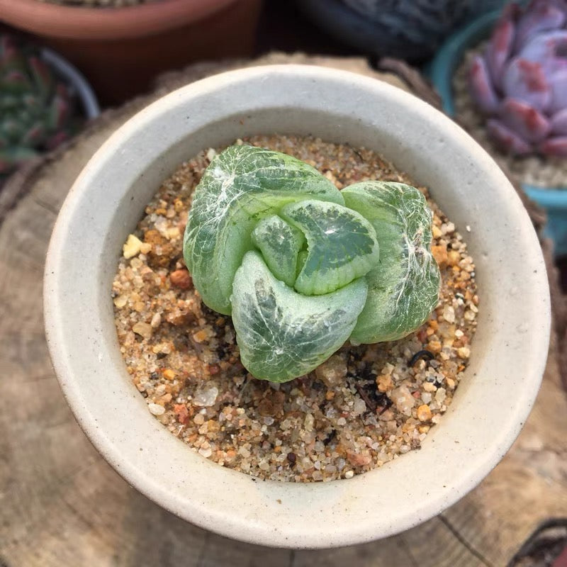 window succulent Waterglas window plant (Bulbine mesembryanthemoides Haw.) for Sale