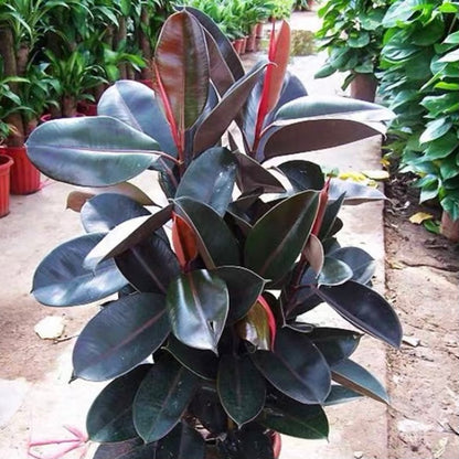 Burgandy (Ficus elastica)