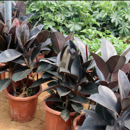 Burgandy (Ficus elastica)