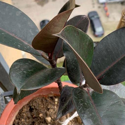 Burgandy (Ficus elastica)