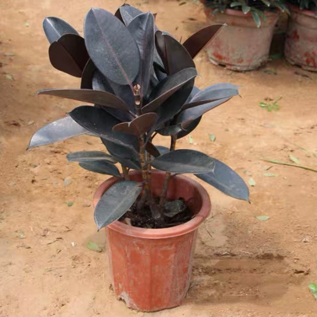 Burgandy (Ficus elastica)