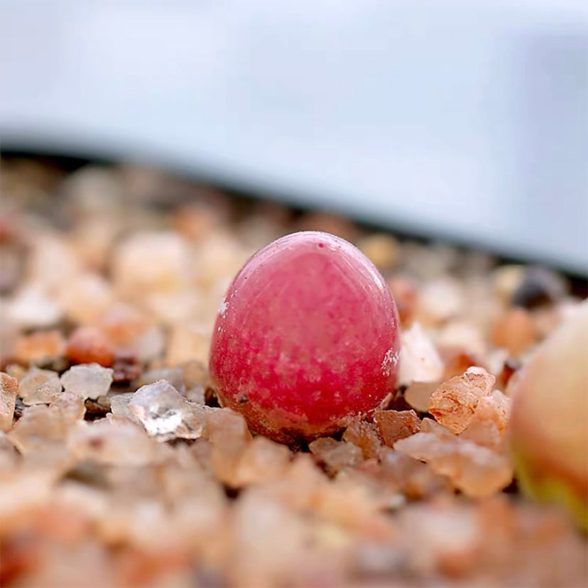 onion succulent plant Burger's onion for Sale