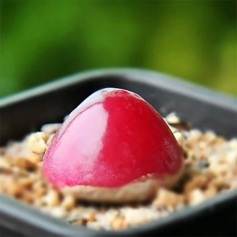Burger's onion