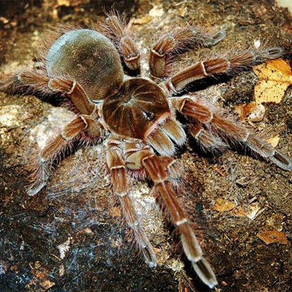 Burgundy Goliath Bird Eater Tarantula  (Theraphosa stirmi)