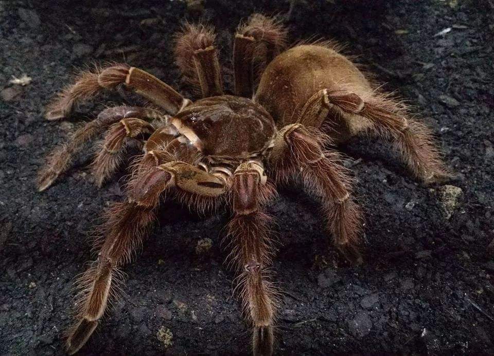 Burgundy Goliath Bird Eater Tarantula  (Theraphosa stirmi)