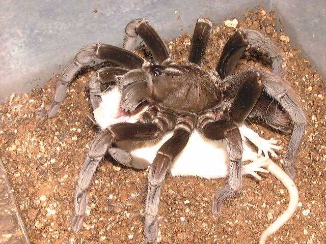 Burgundy Goliath Bird Eater Tarantula  (Theraphosa stirmi)