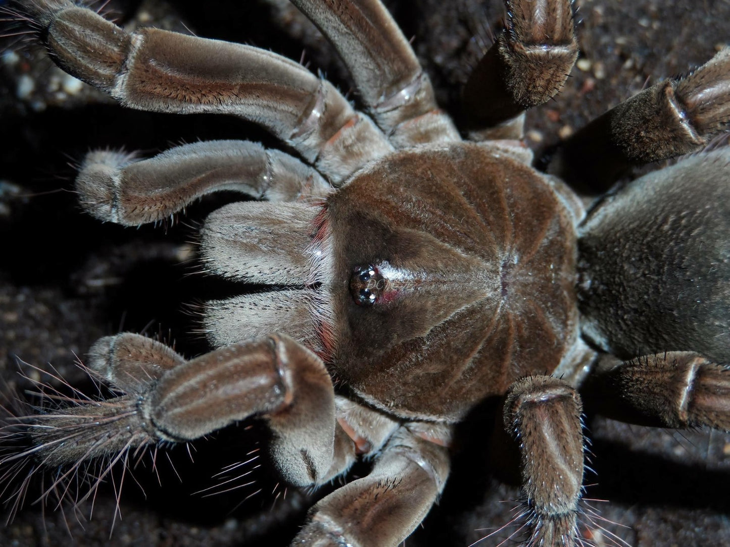 Burgundy Goliath Bird Eater Tarantula  (Theraphosa stirmi)