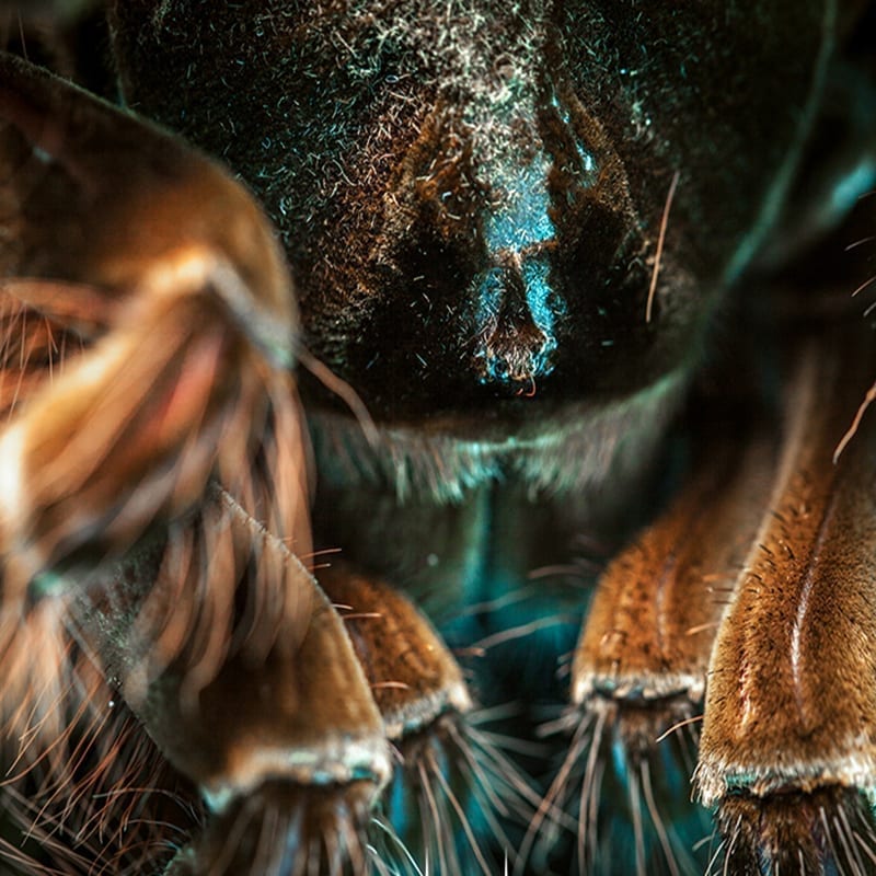 Burgundy Goliath Bird Eater Tarantula  (Theraphosa stirmi)