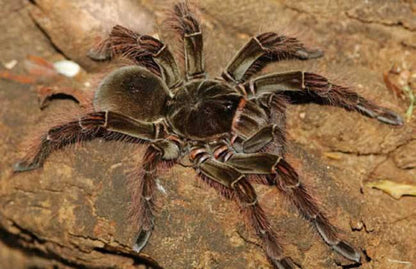 Burgundy Goliath Bird Eater Tarantula  (Theraphosa stirmi)