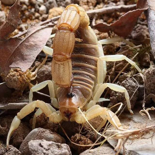 Burrowing Thick Tail Scorpion (Parabuthus raudus)