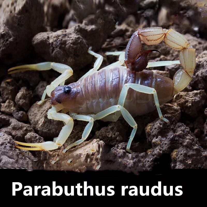 Burrowing Thick Tail Scorpion (Parabuthus raudus)