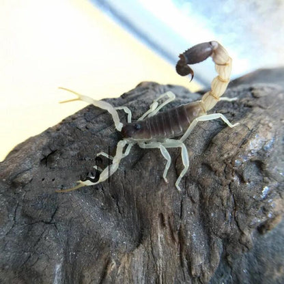 Burrowing Thick Tail Scorpion (Parabuthus raudus)