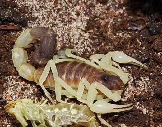 Burrowing Thick Tail Scorpion (Parabuthus raudus)