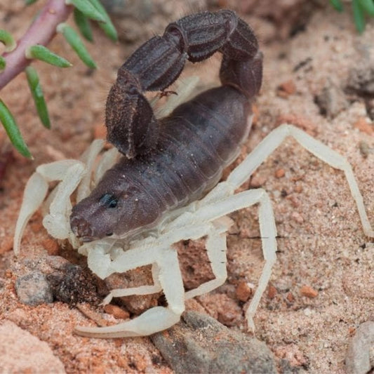 Burrowing Thick Tail Scorpion (Parabuthus schlechteri)